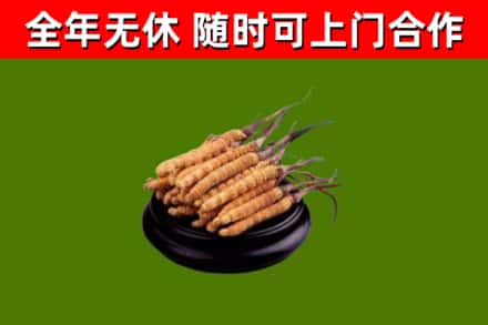 大足回收冬虫夏草